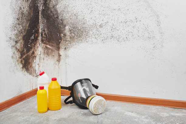 Best Crawl Space Mold Removal  in Ham Lake, MN