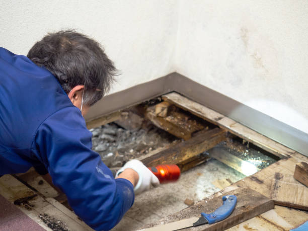 Best Black Mold Removal  in Ham Lake, MN
