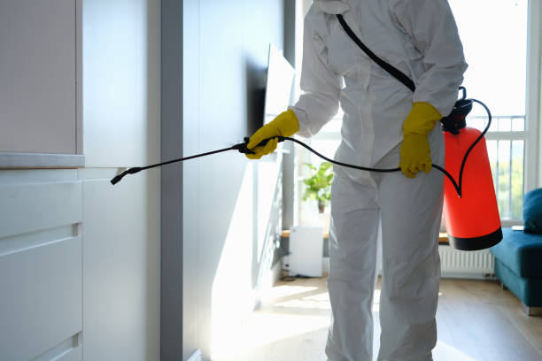 Mold Removal Process in Ham Lake, MN