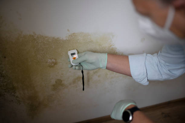 Best Local Mold Removal Service  in Ham Lake, MN