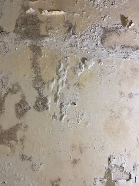 Best Mold Removal Process  in Ham Lake, MN